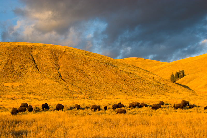 Bison Herd At Sunset